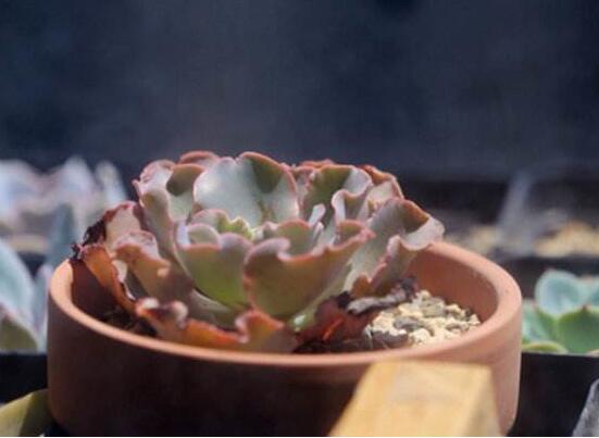 多肉高砂之翁如何繁殖,4个步骤叶插成活高砂之翁