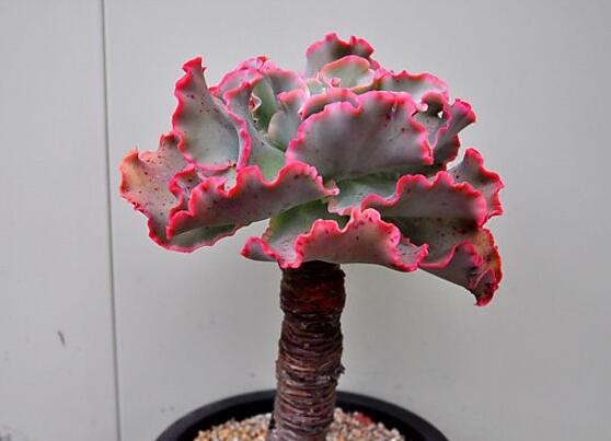 多肉高砂之翁如何繁殖,4个步骤叶插成活高砂之翁