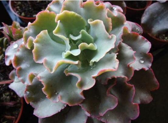 多肉高砂之翁如何繁殖,4个步骤叶插成活高砂之翁