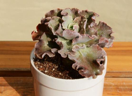 多肉高砂之翁如何繁殖,4个步骤叶插成活高砂之翁