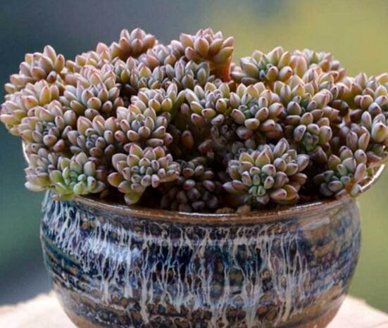 多肉黑莓如何养，黑莓的养殖和繁殖办法大全