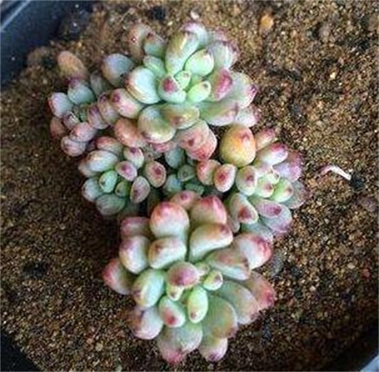 多肉黑莓如何养，黑莓的养殖和繁殖办法大全