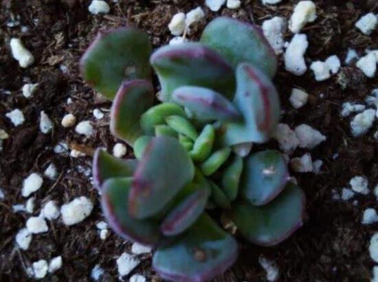 多肉黑莓如何养，黑莓的养殖和繁殖办法大全