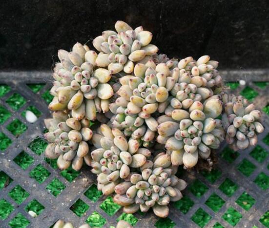 多肉黑莓如何养，黑莓的养殖和繁殖办法大全