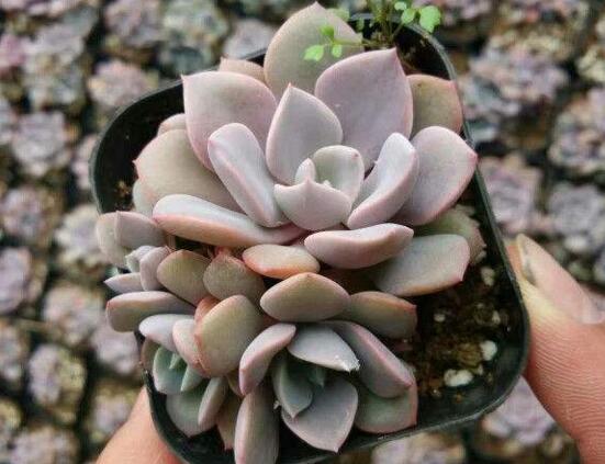 多肉黑莓如何养，黑莓的养殖和繁殖办法大全