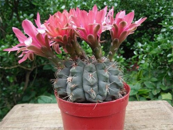 绯花玉的四季养护技巧,详解绯花玉春夏秋冬养护办法