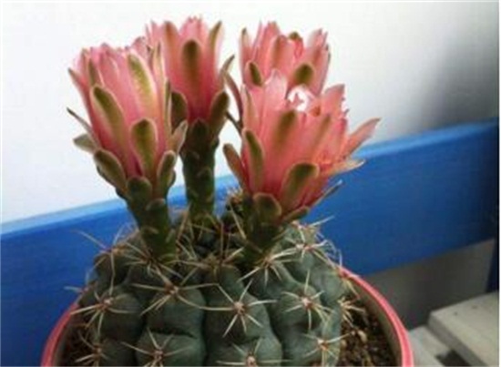 绯花玉的四季养护技巧,详解绯花玉春夏秋冬养护办法