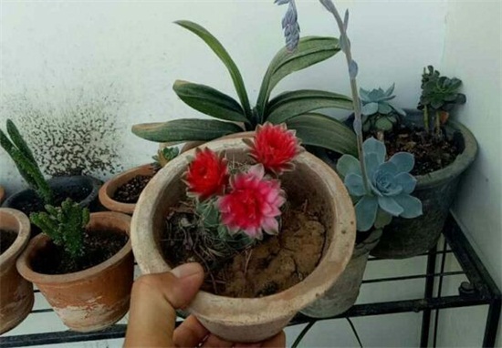 绯花玉的四季养护技巧,详解绯花玉春夏秋冬养护办法