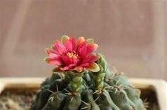 绯花玉的四季养护技巧,详解绯花玉春夏秋冬养护办法