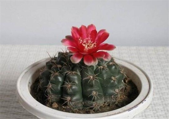 绯花玉的四季养护技巧,详解绯花玉春夏秋冬养护办法