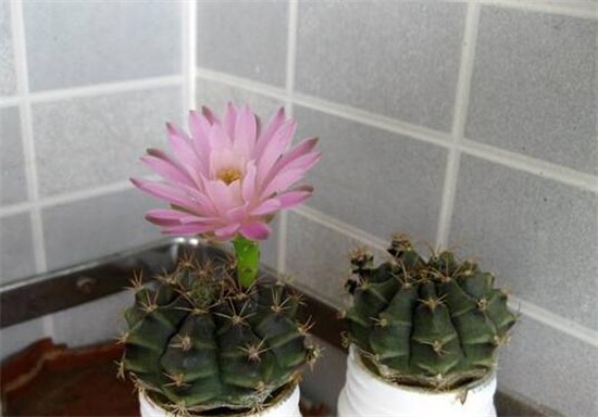 绯花玉的四季养护技巧,详解绯花玉春夏秋冬养护办法