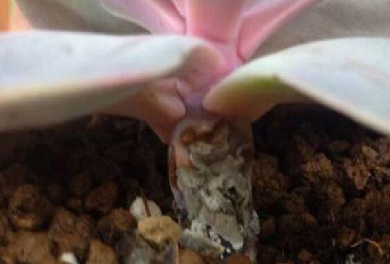 紫珍珠黑腐如何办，清理腐烂杀菌消毒/救治无效可适当繁殖