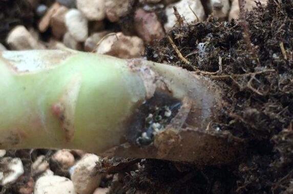 紫珍珠黑腐如何办，清理腐烂杀菌消毒/救治无效可适当繁殖