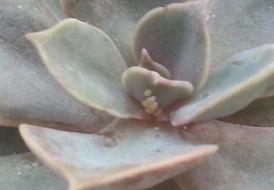 紫珍珠黑腐如何办，清理腐烂杀菌消毒/救治无效可适当繁殖