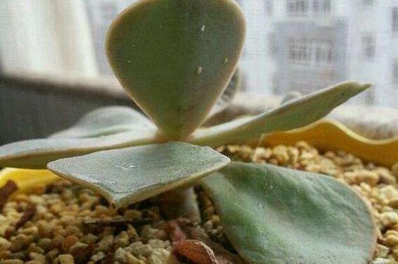 紫珍珠黑腐如何办，清理腐烂杀菌消毒/救治无效可适当繁殖