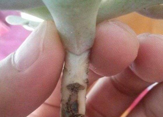 紫珍珠黑腐如何办，清理腐烂杀菌消毒/救治无效可适当繁殖