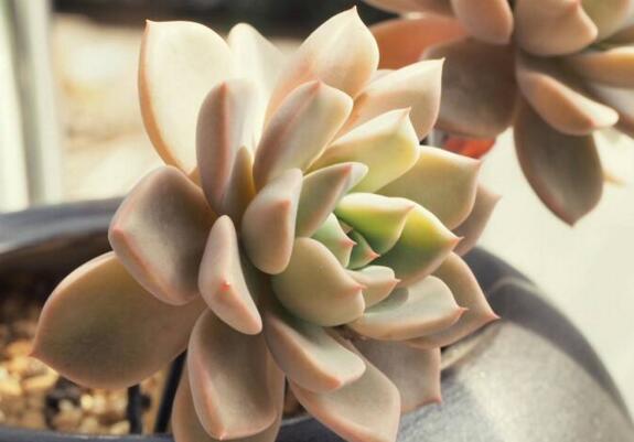 红粉佳人和黛比的区别,新老叶片的颜色不同