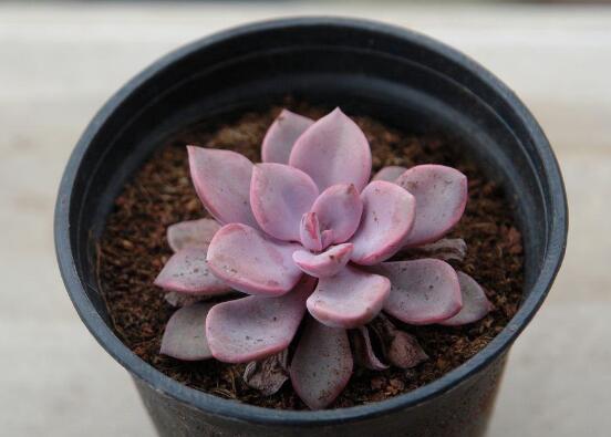 红粉佳人和黛比的区别,新老叶片的颜色不同