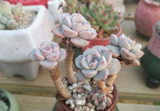 红粉佳人和黛比的区别,新老叶片的颜色不同