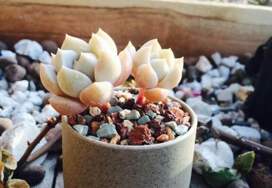 红粉佳人和黛比的区别,新老叶片的颜色不同