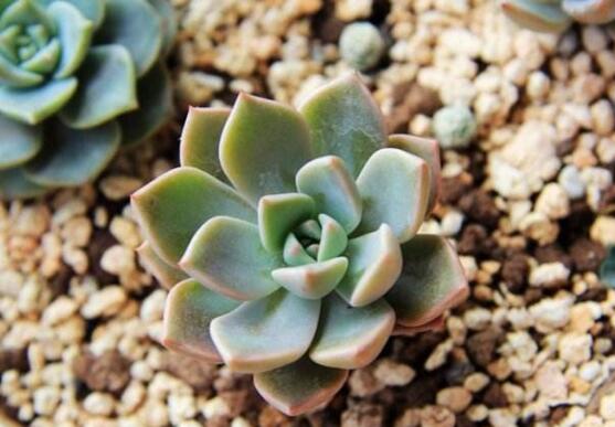 红粉佳人和黛比的区别,新老叶片的颜色不同