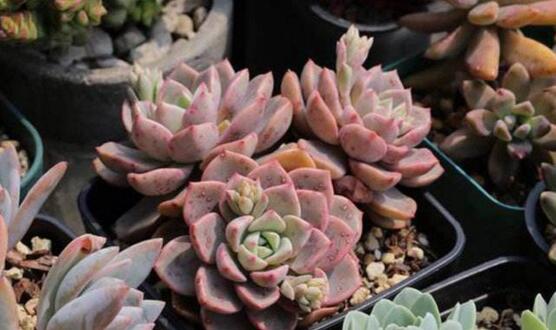 红粉佳人和黛比的区别,新老叶片的颜色不同