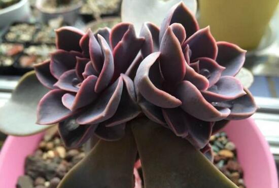 紫珍珠多肉如何爆头，合理砍头让紫珍珠爆头疯长