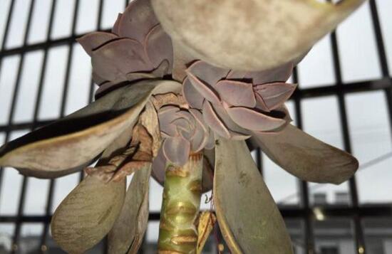 紫珍珠多肉如何爆头，合理砍头让紫珍珠爆头疯长