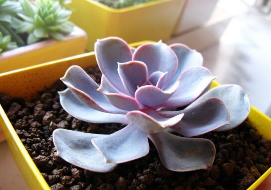 紫珍珠多肉如何爆头，合理砍头让紫珍珠爆头疯长