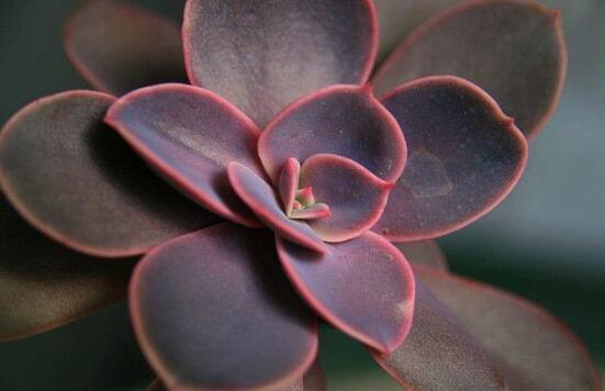 紫珍珠多肉如何爆头，合理砍头让紫珍珠爆头疯长