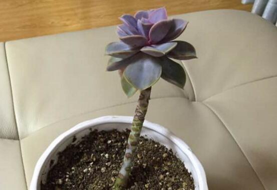 紫珍珠多肉如何爆头，合理砍头让紫珍珠爆头疯长