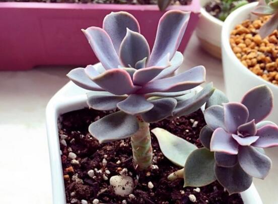 紫珍珠多肉如何爆头，合理砍头让紫珍珠爆头疯长