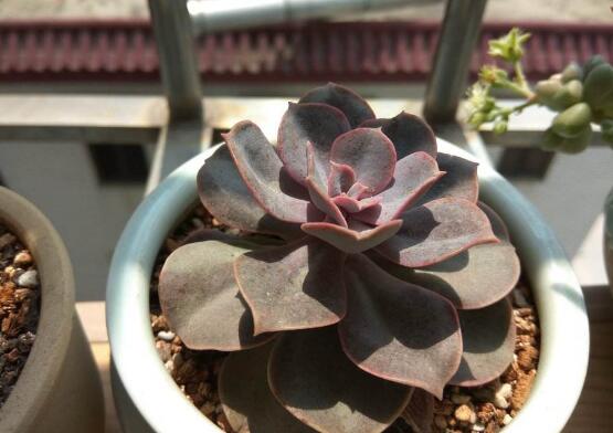 紫珍珠多肉如何爆头，合理砍头让紫珍珠爆头疯长