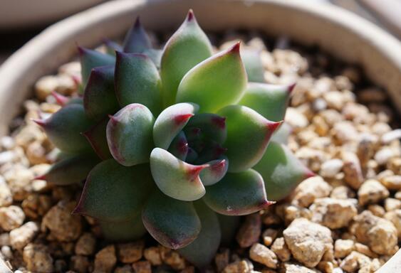 吉娃莲如何繁殖，播种/扦插/叶插三种繁殖办法