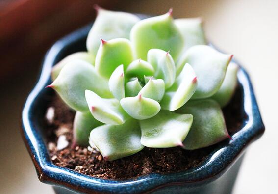 吉娃莲如何繁殖，播种/扦插/叶插三种繁殖办法