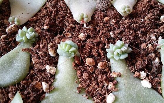 吉娃莲如何繁殖，播种/扦插/叶插三种繁殖办法