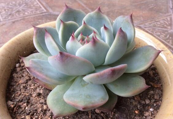 吉娃莲如何繁殖，播种/扦插/叶插三种繁殖办法