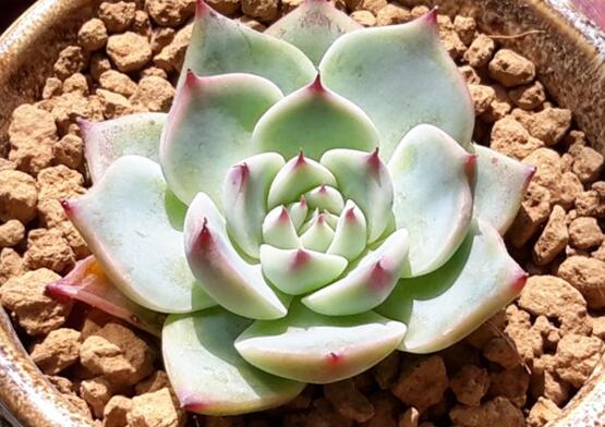 吉娃莲如何繁殖，播种/扦插/叶插三种繁殖办法