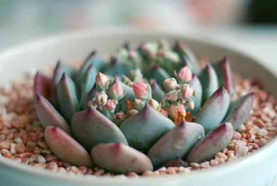 吉娃莲如何繁殖，播种/扦插/叶插三种繁殖办法