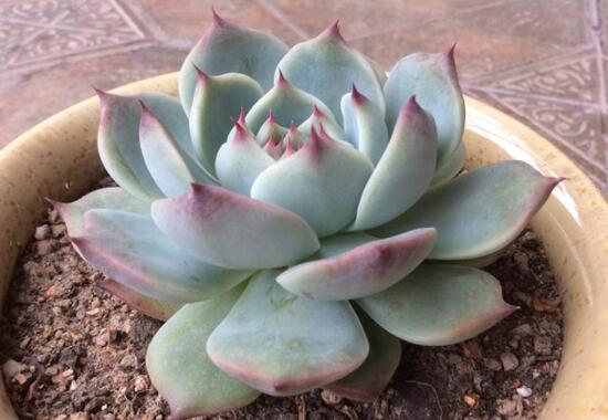 吉娃莲如何繁殖，播种/扦插/叶插三种繁殖办法