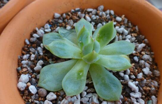 吉娃莲如何繁殖，播种/扦插/叶插三种繁殖办法