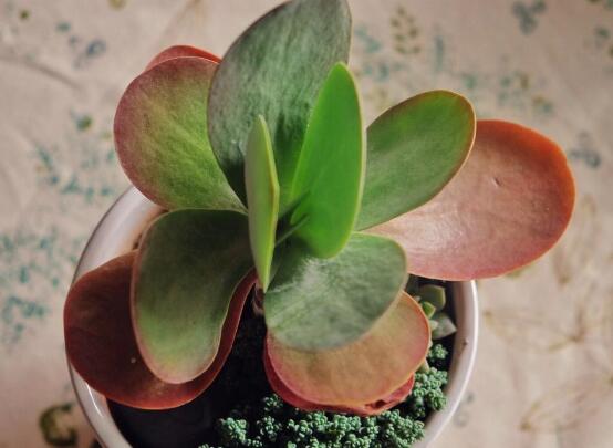 多肉植物唐印如何养，4个步骤让唐印多肉红似胭脂