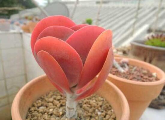 多肉植物唐印如何养，4个步骤让唐印多肉红似胭脂