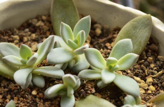 霜之朝的繁殖方式有哪些,扦插分株皆可宜春秋两季实行