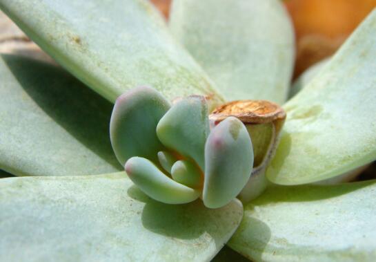 霜之朝的繁殖方式有哪些,扦插分株皆可宜春秋两季实行