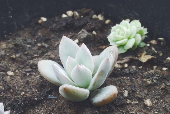 霜之朝的繁殖方式有哪些,扦插分株皆可宜春秋两季实行