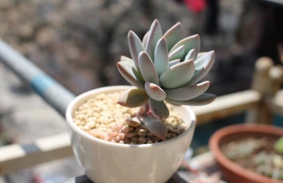 霜之朝的繁殖方式有哪些,扦插分株皆可宜春秋两季实行