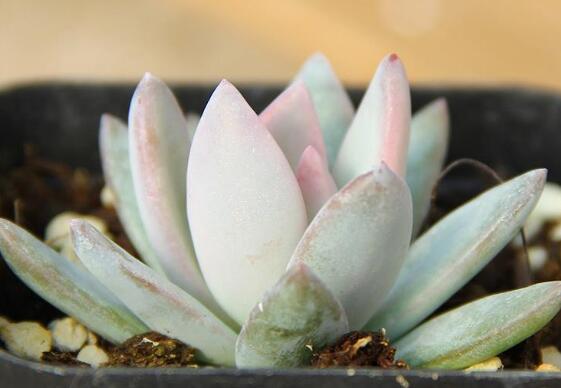 霜之朝的繁殖方式有哪些,扦插分株皆可宜春秋两季实行