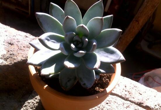 霜之朝的繁殖方式有哪些,扦插分株皆可宜春秋两季实行