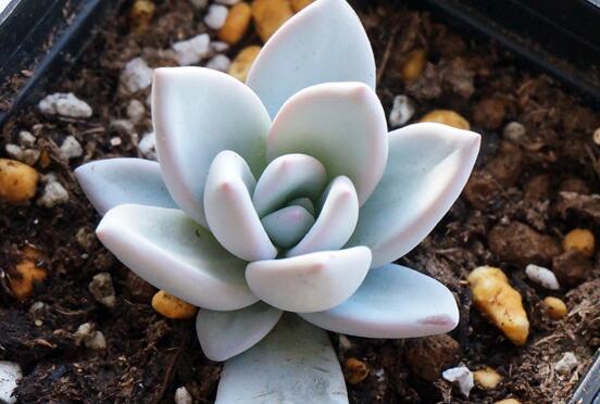 霜之朝的繁殖方式有哪些,扦插分株皆可宜春秋两季实行